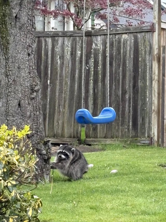 Jimothy sitting on a green Ballard lawn beside a tree and weathered wooden fence